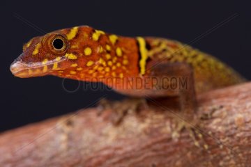 Portrait of the colorful Variegated gecko (Gonatodes ceciliae) endemic to Trinidad and Northern Venezuela.  Trinidad and Tobago