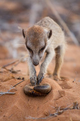 Meerkat capturing a Millipede - Kalahari South Africa