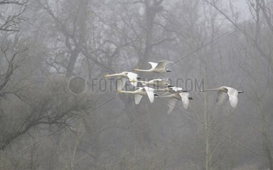 Whooper Swan Flight (Cygnus Cygnus)  24 November 2015  Sauer Delta  Munchhausen  Nature Reserve of Delta Sauer  Alsace  France