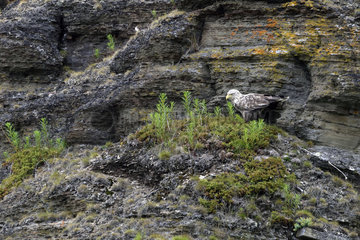 White-tailed eagle on a cliff - Varanger Norway