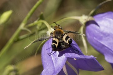 Beetle (Trichius fasciatus). Sweden in July