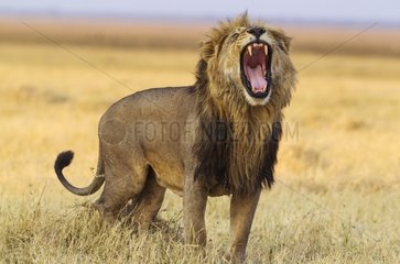 Lion (Panthera leo) - Yawning male. Savuti  Chobe National Park  Botswana.