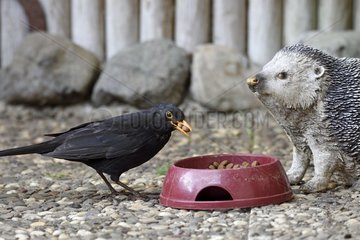 Blackbird (Turdus merula) is nourishing the cat kibble bowl  facing a decorative hedgehog