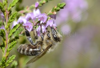 Honey Bee (Apis mellifera) on Heather (Calluna vulgaris)  2015 September 08  Northern Vosges Regional Nature Park  France  ranked World Biosphere Reserve by UNESCO  France
