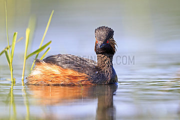 Black-necked grebe on water - La Dombes France