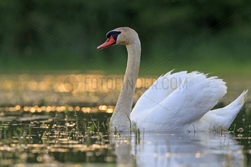 Mute Swan on the water at dawn - Dombes France