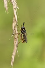 Fly (Conops quadrifasciatus). Vrangeskov  Denmark in August