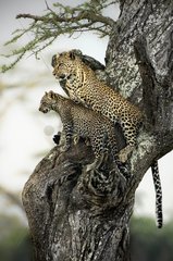 Love in the savannah - Mother and son of leopard on a tree