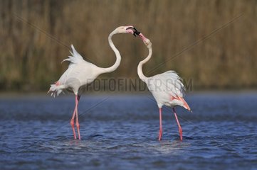 Greater Flamingo (Phoenicopterus roseus). Two Greater Flamingo fighting for love  Camargue  France