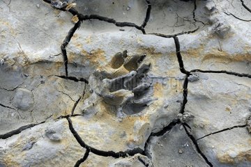 Dog footprint in cracked mud at low tide in the Bay of Somme  Picardy  Somme  France