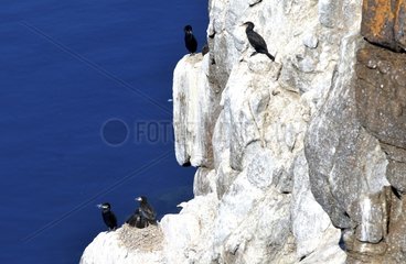Denmark. Greenland. West coast. Colony of cormorants nesting on a cliff of the straight of Vaigat.