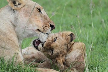 Lion (Panthera leo)  lionness and cub  Masai Mara  Kenya