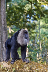 Dominant male Lion-tailed Macaque - Nilgiris Hills India