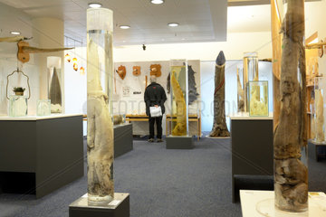 Penis Museum - Reykjavik Iceland