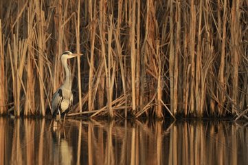 Grey Heron (Ardea cinerea) in water in front of a reed bed