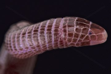 European worm lizard (Blanus cinereus)  Spain