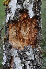 Warty old Birch trunk attacked by a Black Woodpecker (diameter trunk to 40 cm) - Gizeux - Loire Valley - France