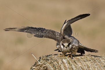 Red-footed Falcon (Falco vespertinus). Juvenile. Alme  Denmark in September