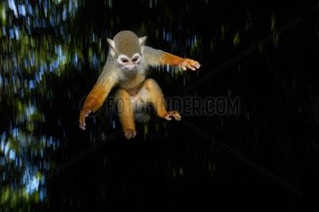 Common squirrel monkey (Saimiri sciureus) jumping - Islet La mère - French Guiana