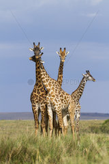 Masai Giraffes in the savanna - Masai Mara Kenya