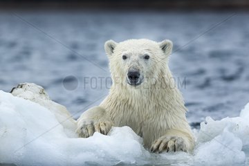 Polar Bear (Ursus maritimus) climbing onto melting sea ice near Harbour Islands  Repulse Bay  Nunavut Territory  Canada