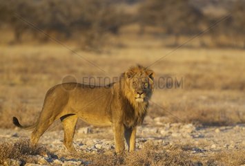 Lion (Panthera leo) - Male in the early morning light. Etosha National Park  Namibia.