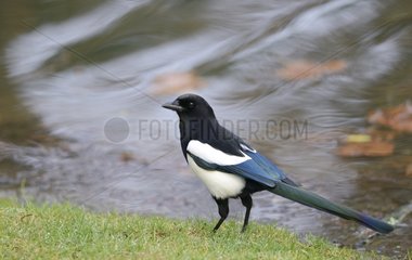 Magpie  Pica pica  2015 December 23  Northern Vosges Regional Nature Park  declared a World Biosphere Reserve by UNESCO  France