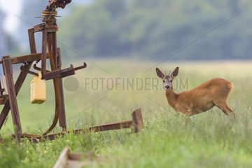 Western Roe Deer (Capreolus capreolus) near Irrigation Plant  Roebuck  Hesse  Germany  Europe