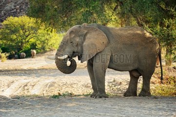 Desert Elephant (Loxodonta africana)  Kunene  Namibia