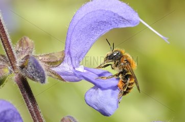 Gold-fringed Mason Bee (Osmia aurulenta) female on Sage (Salvia pratensis)  2015 May 23  Northern Vosges Regional Nature Park  France  ranked World Biosphere Reserve by UNESCO  France