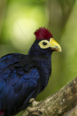 Potrait of Ross's Turaco on a branch