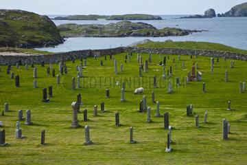 Sheeps in Cemetery - Lewis island Outer Hebrides Scotland UK