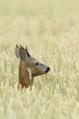 Western Roe Deer (Capreolus capreolus) in Corn Field  Roebuck  Hesse  Germany  Europe