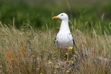 Baltic Gull (Larus fuscus)  île d'Yeu  France