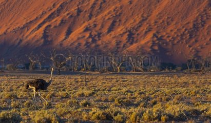 Ostrich or common ostrich (Struthio camelus)  Namib Naukluft National Park  Namibia  Africa