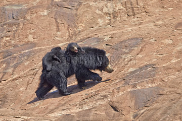 Sloth bear and youngs - Sandur Mountain Range India