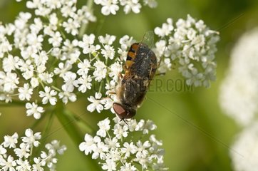 Robberfly  Odontomyia ornata. Allindelille Fredskov  Denmark in July