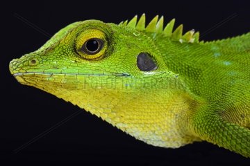 Green crested lizard (Bronchocela cristatella)  Malaysia