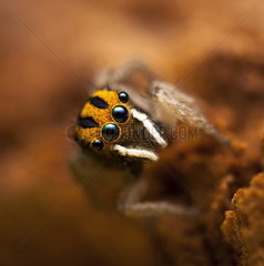 Portrait of Male Peacock Jumping Spider - Australia