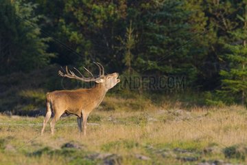 Belling Red Deer (Cervus elaphus) in Rutting Season  Schleswig-Holstein  Germany  Europe