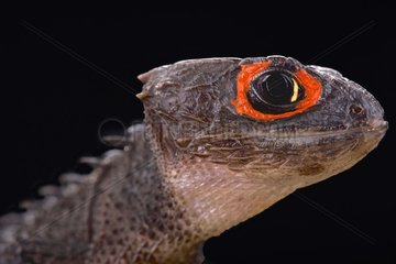 red-eyed crocodile skink (Tribolonotus gracilis)  Papua New Guinea