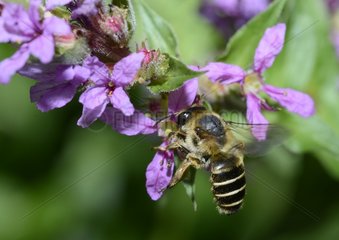 Solitary Bee (Melitta nigricans) female  2015 August 07  Northern Vosges Regional Nature Park  France  ranked World Biosphere Reserve by UNESCO  France