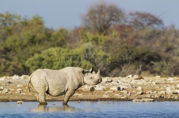 Black Rhinoceros (Diceros bicornis) - Also called Hook-lipped Rhinoceros. Male at a waterhole. Etosha National Park  Namibia.