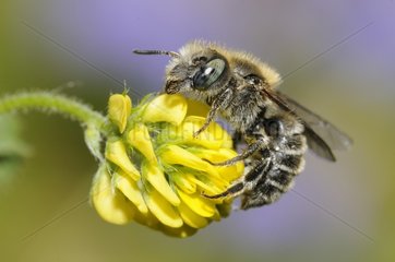 Mason Bee (Osmia ravouxi) on Clover  2015 May 22  Lembach  Northern Vosges Regional Nature Park  France  ranked World Biosphere Reserve by UNESCO  France