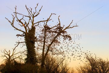 Starling (Sturnus vulagris)  staring perched in a tree at sunset  England  Winter