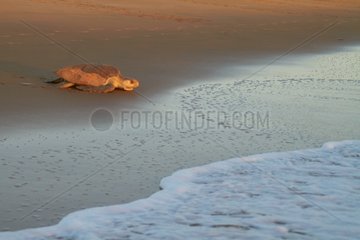 Olive Ridley sea turtle or Pacific Ridley sea turtle (Lepidochelys olivacea) - Cayenne - Remire-Montjoly beach - French Guiana