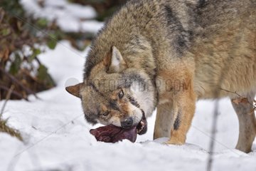 Grey wolf eating in snow  Bayerischer Wald Park  Germany