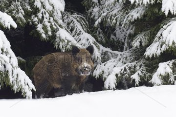 Wild boar (Sus scrofa)  Tusker  Bavaria  Germany  Europe