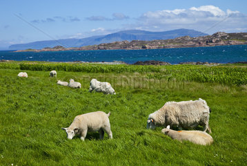 Sheep on the coast of the island of Iona - Inner Hebrides