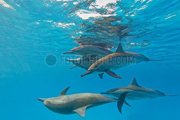 Spinner dolphins (Stenella longirostris) mating  Sataya reef   Red Sea  Egypt